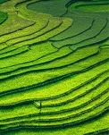 Greenwashing